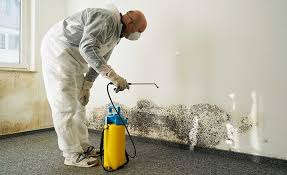 Best Mold Odor Removal Services  in Loch Sheldrake, NY